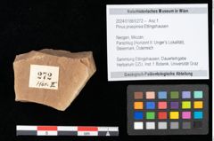 Foto (Objekt + Etikett) von Pinus praepinea Ettingshausen (NHMW-GEO-2024-0188-0272)